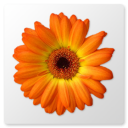 Artweaver software icon